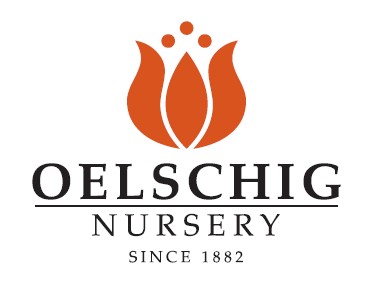 Oelschig